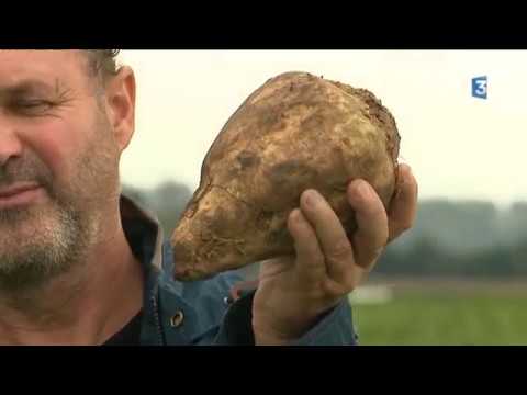 Comment fabrique-t-on le sucre ?