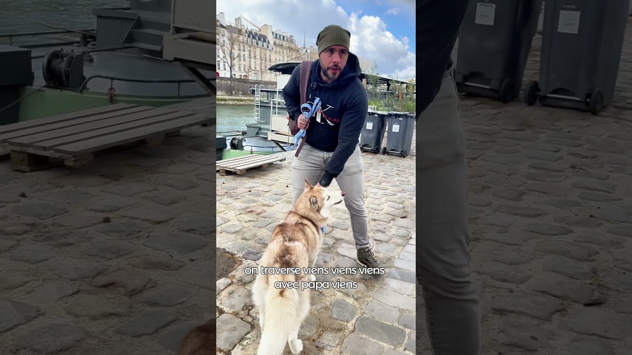 Tsuki et sa passion pour l’eau #chien #educationcanine #animaux #husky #chienmignon #chiens #paris