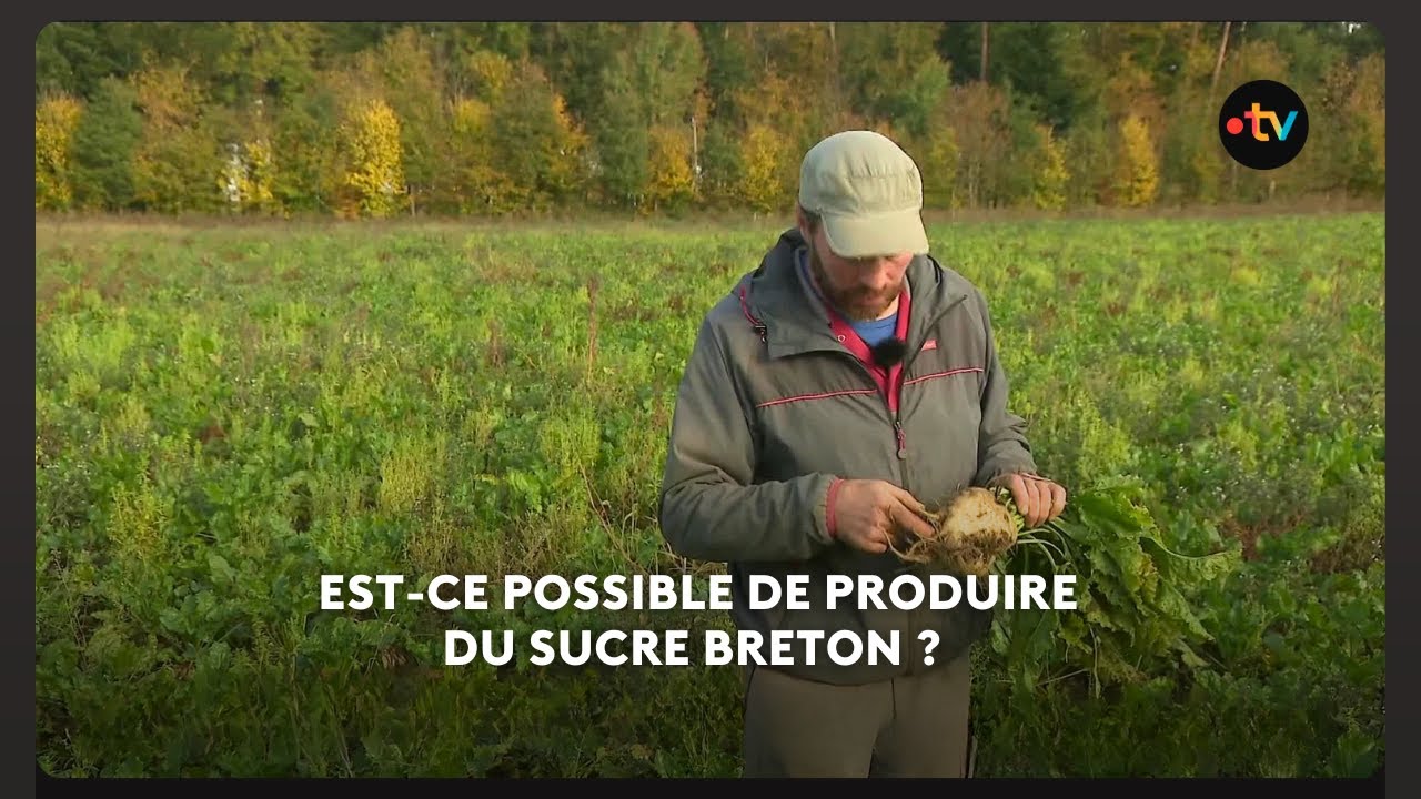 Un projet bio de fabrication du sucre en Bretagne