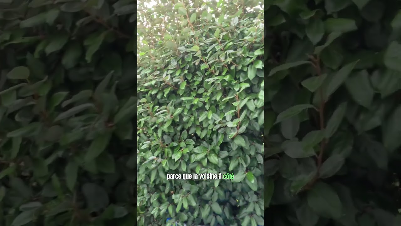 Une piqûre pour la voisine nid de frelon asiatique #frelons #frelonsasiatiques #insects  #gironde