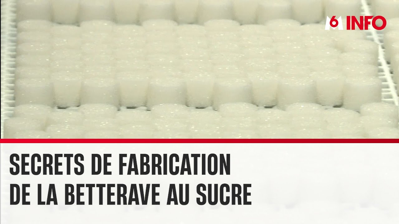 Comment fabrique-t-on de la betterave au sucre ?