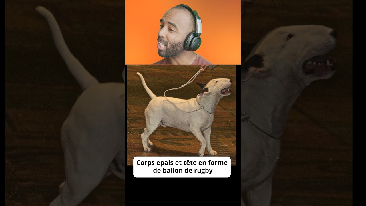 A quoi ressemblaient les chiens dans le passé #animaux #nature