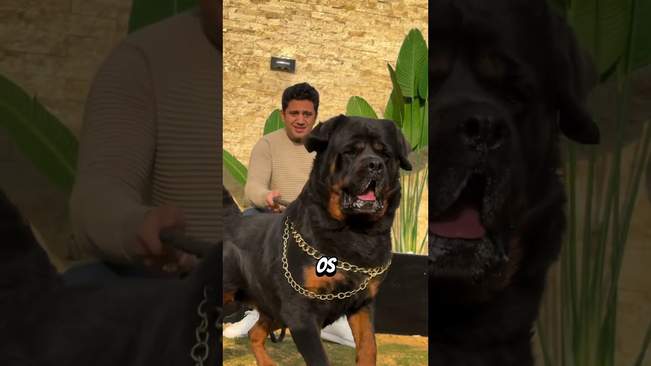 Les Chiens Les Plus Puissants Du Monde – Le Dernier Peut Tuer Un Lion 😨